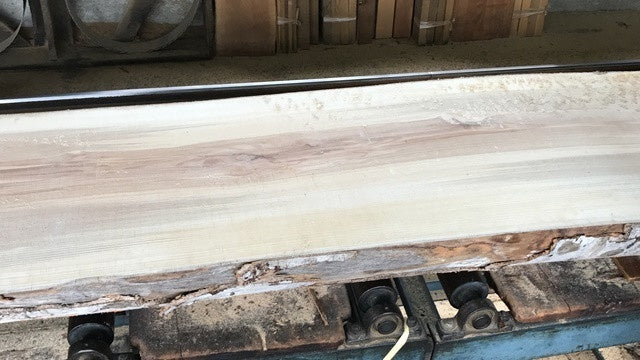 シェラカップリッド ウォールナット無垢材 S-MG