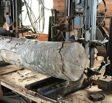 シェラカップリッド ウォールナット無垢材 S-MG